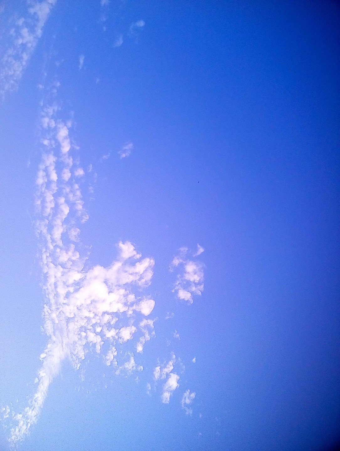 像只鸽子🕊️